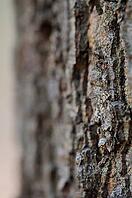 Bark of a red oak (Quercus rubra), Hülserbruch, Krefeld, North Rhine-Westphalia, Germany [IBR124637710]