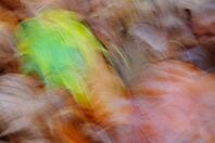 Herbstwind, Hülserbruch, Krefeld, North Rhine-Westphalia, Germany [IBR124637711]