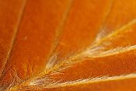Close-up of autumn leaves of a copper beech (Fagus silvatica), Ratingen, North Rhine-Westphalia, Germany [IBR124637713]