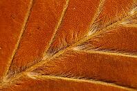 Close-up of autumn leaves of a copper beech (Fagus silvatica), Ratingen, North Rhine-Westphalia, Germany [IBR124637714]