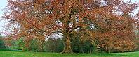 European beech (Fagus sylvatica f. purpurea), Villa Hügel Palace Park, Villa Hügel, Essen, North Rhine-Westphalia, Germany [IBR124637716]