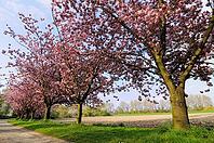 Japanese flowering cherry (Prunus serrulata) in full bloom, Meerbusch-Nierst, North Rhine-Westphalia, Germany [IBR124637717]