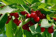 Fruits of the sour cherry (Prunus cerasus) hanging on the tree, Meerbusch-Nierst, North Rhine-Westphalia, Germany [IBR124637718]