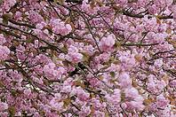 Japanese flowering cherry (Prunus serrulata) in full bloom, Meerbusch-Nierst, North Rhine-Westphalia, Germany [IBR124637719]