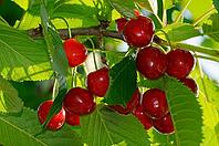 Fruits of the sour cherry (Prunus cerasus) hanging on the tree, Meerbusch-Nierst, North Rhine-Westphalia, Germany [IBR124637720]
