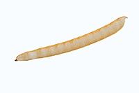Jack bean or Madagascar bean (Canavalia ensiformis), pod on white background [IBR124642838]