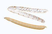 Jack bean or Madagascar bean (Canavalia ensiformis), pods and beans on a white background [IBR124642839]