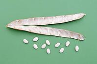Jack bean or Madagascar bean (Canavalia ensiformis), pod and beans against a green background [IBR124642842]