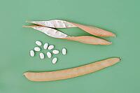 Jack bean or Madagascar bean (Canavalia ensiformis), pods and beans against a green background [IBR124642843]