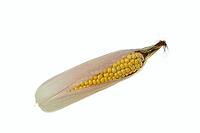 Corn (Zea mays), corn cobs against a white background [IBR124642844]