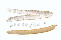 Jack bean or Madagascar bean (Canavalia ensiformis), pods and beans on a white background [IBR124642864]