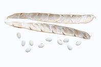 Jack bean or Madagascar bean (Canavalia ensiformis), pod and beans on a white background [IBR124642865]