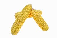 Corn (Zea mays), corn cobs against a white background [IBR124642867]