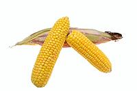 Corn (Zea mays), corn cobs against a white background [IBR124642868]