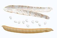 Jack bean or Madagascar bean (Canavalia ensiformis), pods and beans on a white background [IBR124642869]