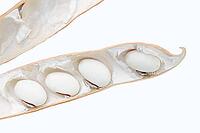 Jack bean or Madagascar bean (Canavalia ensiformis), pod with beans on a white background [IBR124642870]
