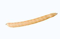 Jack bean or Madagascar bean (Canavalia ensiformis), pod on white background [IBR124642871]