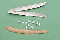 Jack bean or Madagascar bean (Canavalia ensiformis), pods and beans against a green background [IBR124642872]