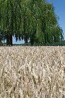 Weeping willow (Salix babylonica) in a wheat field (genus Triticum), Wachtendonk, Kleve district, North Rhine-Westphalia, Germany [IBR124651934]