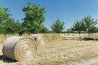 Mown orchard meadow with round bales (hay), apple trees (Malus), Kempen, Viersen district, North Rhine-Westphalia, Germany [IBR124651935]