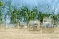 Mown orchard meadow with round bales (hay), apple trees (Malus), double exposure, Kempen, Viersen district, North Rhine-Westphalia, Germany [IBR124651936]