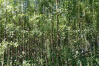 Forest with black alder (Alnus glutinosa), blurred, ICM, long exposure, Wachtendonk, Kleve district, North Rhine-Westphalia, Germany [IBR124651937]