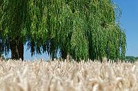 Weeping willow (Salix babylonica) in a wheat field (genus Triticum), Wachtendonk, Kleve district, North Rhine-Westphalia, Germany [IBR124651938]
