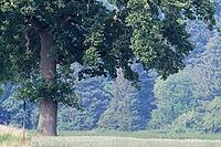 English oak (Quercus robur), solitary tree, Kempen, Viersen district, North Rhine-Westphalia, Germany [IBR124651939]