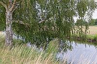 Old sand birch (Betula pendula) by a stream, Wachtendonk, Kleve district, North Rhine-Westphalia, Germany [IBR124651940]