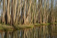 Forest with black alder (Alnus glutinosa) reflected in a stream, blurred, ICM, long exposure, Wachtendonk, Kleve district, North Rhine-Westphalia, Germany [IBR124651943]