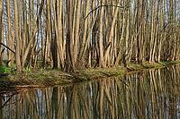 Forest with black alder (Alnus glutinosa) reflected in a stream, Wachtendonk, Kleve district, North Rhine-Westphalia, Germany [IBR124651944]