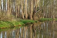 Forest with black alder (Alnus glutinosa) reflected in a stream, Wachtendonk, Kleve district, North Rhine-Westphalia, Germany [IBR124651945]