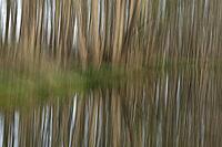 Forest with black alder (Alnus glutinosa) reflected in a stream, blurred, ICM, long exposure, Wachtendonk, Kleve district, North Rhine-Westphalia, Germany [IBR124651946]