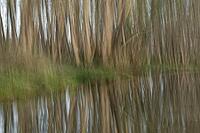 Forest with black alder (Alnus glutinosa) reflected in a stream, blurred, ICM, long exposure, Wachtendonk, Kleve district, North Rhine-Westphalia, Germany [IBR124651947]