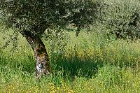 Olive tree (Olea europaea), Loureira, Leiria district, Centro region, Portugal [IBR124651948]
