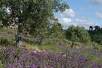 Olive trees (Olea europaea), Loureira, Leiria district, Centro region, Portugal [IBR124651949]