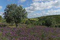 Olive trees (Olea europaea), Loureira, Leiria district, Centro region, Portugal [IBR124651950]