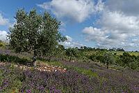 Olive tree (Olea europaea), Loureira, Leiria district, Centro region, Portugal [IBR124651951]