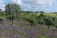 Olive trees (Olea europaea), Loureira, Leiria district, Centro region, Portugal [IBR124651952]