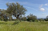 Olive trees (Olea europaea), Loureira, Leiria district, Centro region, Portugal [IBR124651953]