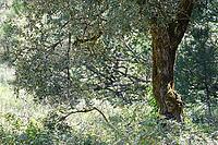 Olive tree (Olea europaea), Loureira, Leiria district, Centro region, Portugal [IBR124651954]