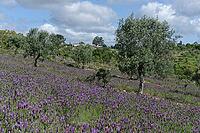 Olive trees (Olea europaea), Loureira, Leiria district, Centro region, Portugal [IBR124651955]