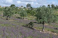 Olive trees (Olea europaea), Loureira, Leiria district, Centro region, Portugal [IBR124651956]