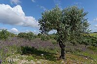 Olive tree (Olea europaea), Loureira, Leiria district, Centro region, Portugal [IBR124651957]