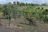 Olive tree (Olea europaea), Loureira, Leiria district, Centro region, Portugal [IBR124651958]