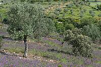 Olive tree (Olea europaea), Loureira, Leiria district, Centro region, Portugal [IBR124651959]