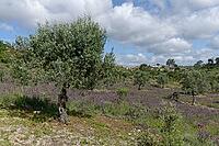 Olive tree (Olea europaea), Loureira, Leiria district, Centro region, Portugal [IBR124651960]