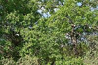 Holm oak (Quercus ilex), Loureira, Leiria district, Centro region, Portugal [IBR124651961]