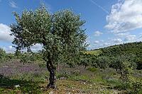 Olive tree (Olea europaea), Loureira, Leiria district, Centro region, Portugal [IBR124651962]