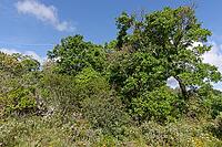 Holm oak (Quercus ilex), Loureira, Leiria district, Centro region, Portugal [IBR124651963]